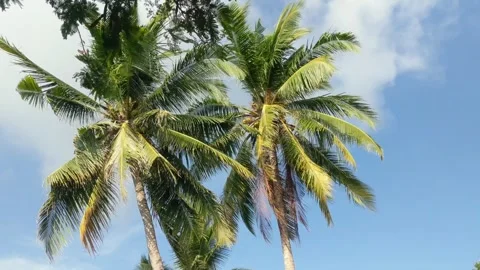 Two coconut trees with hanging leaves Stock Footage 312658083