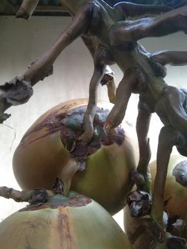 Two coconuts one stalk, orange color coconut. Stock Photos