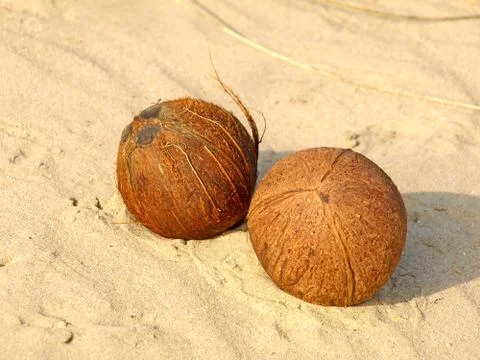 Two coconuts. Stock Photos