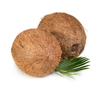 Two coconuts Stock Photos