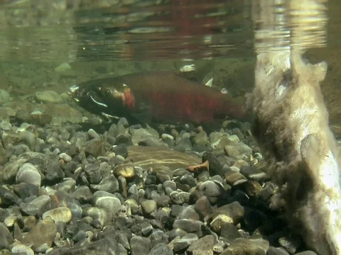 Two coho salmon rest behind salmon carcass Video stock 544324