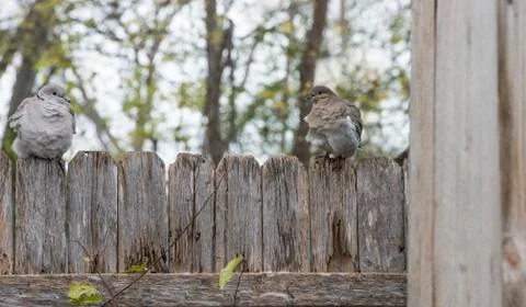 Two Cold Doves on a Fence Stock Photos