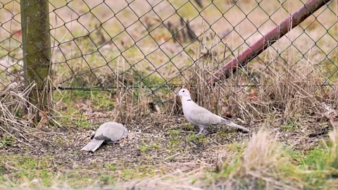 Two collared doves Stock Footage 272262769