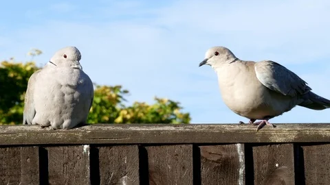 Two collared doves sitting on a garden fence. Stock Footage 77424868