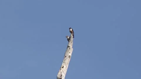 Two Collared Falconets Stock-Footage 154888632