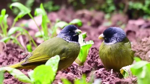 Two Collared Finchbills Foraging on the Ground in a Garden Stock Footage 331766227