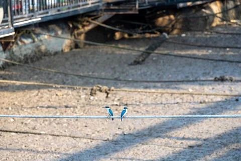 Two Collared Kingfishers on Mooring Rope in Krabi Foto stock