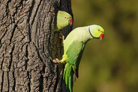 Two collared parakeets Psittacula krameri hanging from a tree at the breeding Foto stock