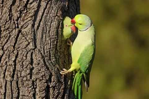 Two collared parakeets Psittacula krameri hanging from a tree at the breeding Foto stock