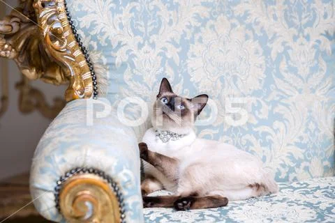 A two-color cat without tail of Mekong Bobtail breed with a jewel a precious Stock Photos