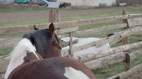 Two color horse looking behind the fence Stock Footage 128977240