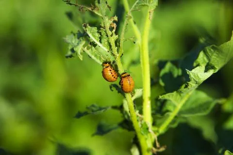 Two colorado potato beetle larvae eat the leaves on a potato bush Stock Photos