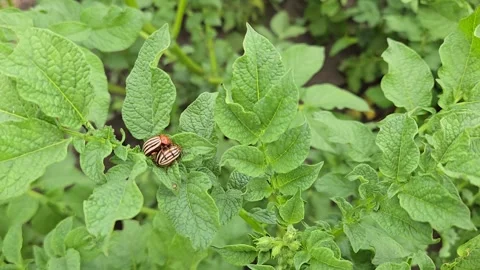 Two colorado potato beetles feeding on green potato plant leaves, causing damage Stock Footage 339766634