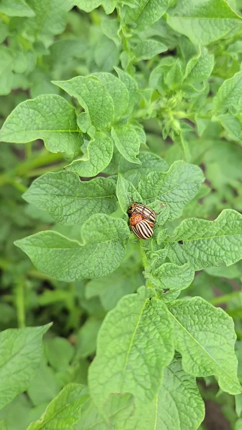Two colorado potato beetles feeding on green potato plant leaves, causing damage Stock Footage 339766636
