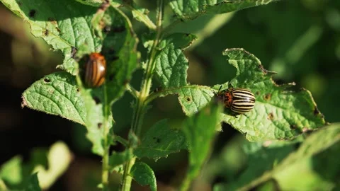 Two colorado potato beetles resting on vibrant green foliage, wreaking havoc on Stock Footage 344563448