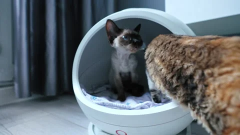 Two colored Devon Rex cats sitting in a modern heated round cat bed Stock Footage 233673481