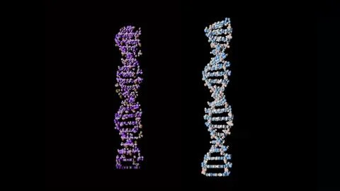 Two colored dna spirals on a black background. The spirals change color to white Illustration