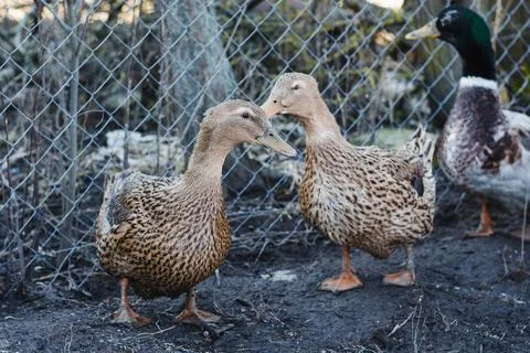 Two colored ducks free-range in early spring. Stock Photos
