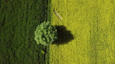 Two colored field in Kyrgyzstan Stock Footage 197312675