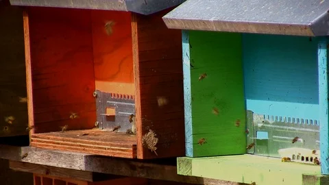 Two colored hives with flying bees Stock Footage 104407383