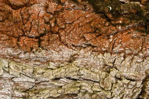 Two-colored large bark of an old tree with cracks on the surface Stock Photos