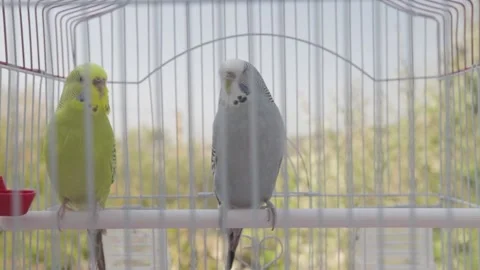 Two colored parrots. Yellow and Gray parrot sit together inside the cage. Stock Footage 144212693