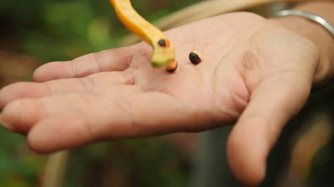 Two Colored Seeds from Forest Bean, Borneo, HD Stock Footage 148187566