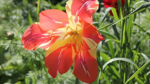 Two colored tulip Stock Footage 66545030