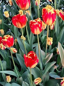 Two-colored tulips with cup-shaped yellow and red flowers in a flower garden Stock Photos