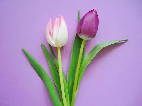 Two colored tulips of violet background 스톡 사진