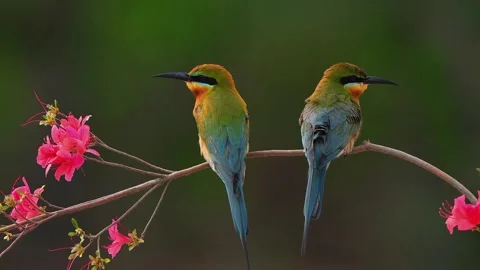 Two Colorful Bee Eater Birds Perched on a Tree Branch with Pink Flowers Video stock 337111025