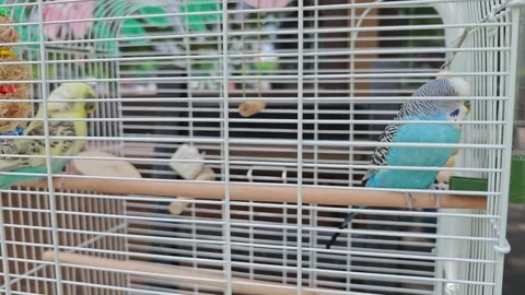 Two colorful budgerigars interact inside a white birdcage Stockbeeldmateriaal 336686984