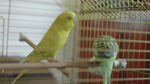 Two Colorful Budgerigars Perched Inside Cage Stockbeeldmateriaal 337308681