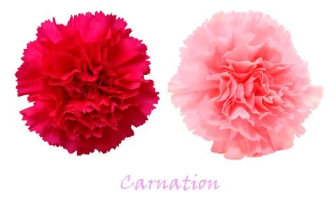 Two colorful carnations Stock Photos