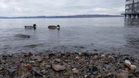Two colorful ducks float by the Lake Washington Shore Stock Footage 121237233