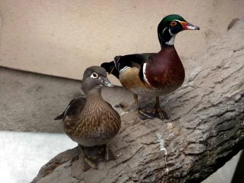 Two colorful ducks Stock Photos