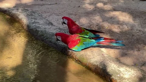 Two colorful macaws drinking water from a pond in a tropical environment 스톡 동영상 342347257