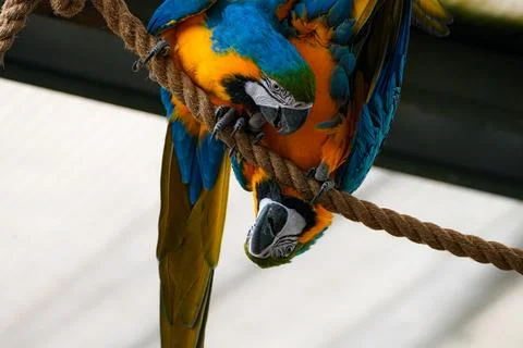 Two colorful macaws perched and playing on a thick rope inside the zoo aviary. Stock Photos