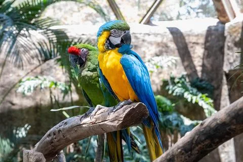 Two colorful macaws perched on a branch in a natural zoo setting Stock Photos