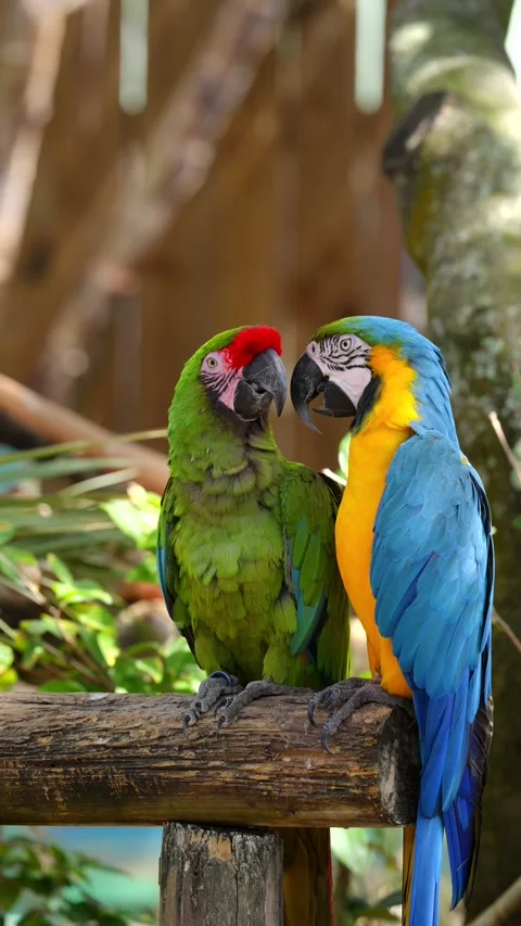 Two Colorful Macaws Perched Closely Together on Wooden Rail Stock Footage 347477862
