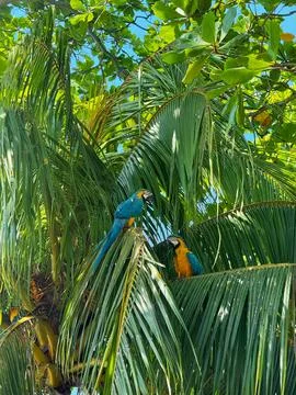 Two Colorful Macaws Perched on Palm Tree in Lush Tropical Jungle Environment Stock Photos