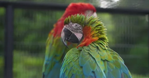 Two Colorful Macaws Perched Together at Jeju Flower Bird Park Hwajoowon Korea Stock Footage 339740692