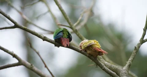 Two colorful parakeets perched on bare tree branch from behind Stock Footage 339739783