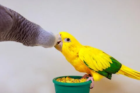 Two colorful parrots interacting during feeding time in cozy indoor environment Stock Photos