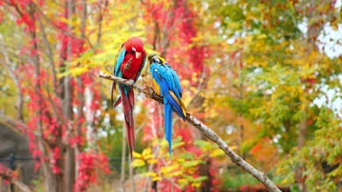 Two colorful parrots perched on a branch, one red and one blue, with vibrant Stock Footage 340861605