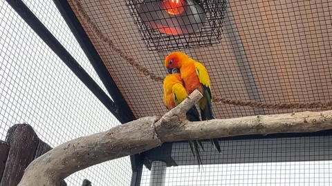 Two colorful parrots perched together on a branch in their aviary habitat. Stock Footage 330265035