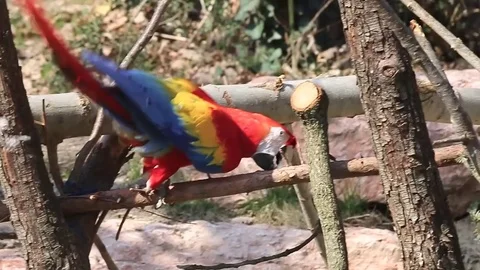 Two colorful parrots playing with a trunk Stock Footage 73448040