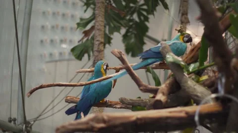 Two colorful parrots sitting on a tree in the tropical rainforest at the Stock Footage 133724132
