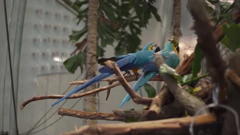 Two colorful parrots sitting on a tree in the tropical rainforest at the Stock Footage 133724224