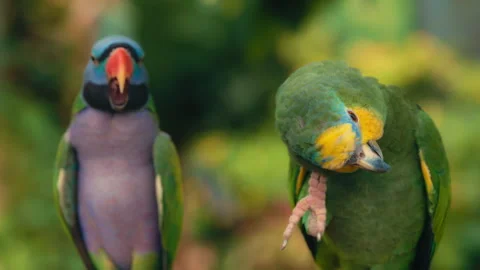 Two colorful parrots sitting on a tree branch Stock Footage 293666697